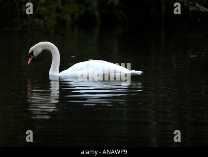 Il White Swan nuotare in un lago con la riflessione Foto Stock