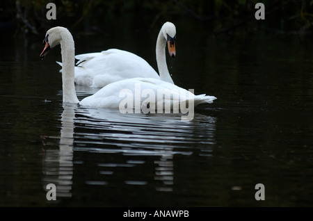 Coppia di cigni bianchi a nuotare in un lago con la riflessione Foto Stock
