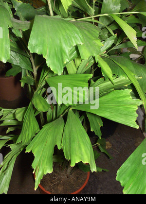 Coda di pesce birmano Palm (Caryota mitis), foglie Foto Stock