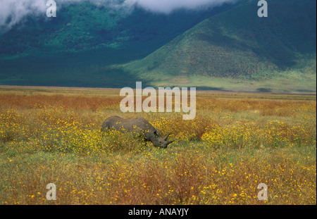 Un rinoceronte nero (Diceros simum michaeli) tra fiori gialli sul cratere di Ngorongoro piano. Foto Stock