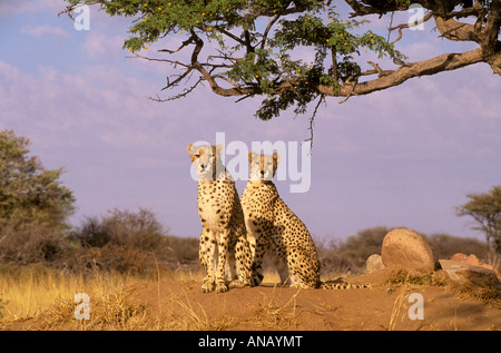 Una coppia di ghepardi seduti sotto un albero (Acinonyx jubatus) Foto Stock