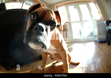 British boxer cane a casa cercando devoto e leale. Funny vista ravvicinata dei boxer cucciolo di respirazione soffio caldo. Regno Unito Foto Stock