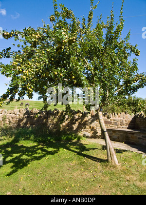 Raro pear tree frutti nel settembre Pyrus communis verde Hartpury storicamente utilizzato per rendere la bevanda popolare Perry Foto Stock