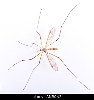 Gru leatherjackets fly (Tipula oleracea) Foto Stock