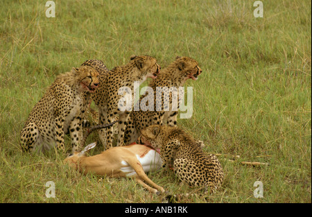 Un ghepardo la madre ed i suoi tre quasi-cresciuti i cuccioli con un impala kill (Acinonyx jubatus) Foto Stock