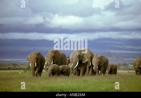 Un allevamento allevamento di elefante africano (Loxodonta africana) camminando su una verde pianura erbosa Foto Stock