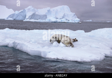 Due mangiatore di granchio guarnizioni giacente su iceberg (Lobodon carcinaphagus) Foto Stock