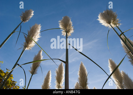 Pampa erba che cresce in un giardino interno in oriente Twickenham, Londra, visto da sotto contro un cielo blu Foto Stock