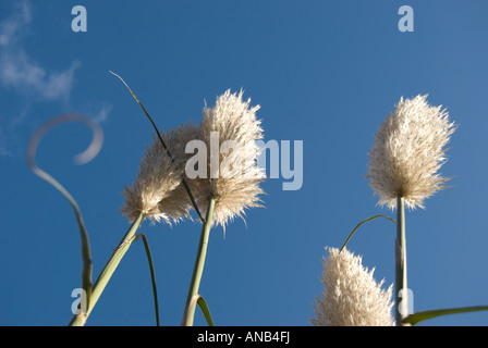 Pampa erba che cresce in un giardino interno in oriente Twickenham, Londra, visto da sotto contro un cielo blu Foto Stock