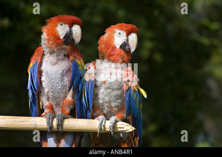 GUATEMALA ANTIGUA una coppia di Scarlet Macaws Ara Macao con rosso brillante blu e giallo piume Foto Stock