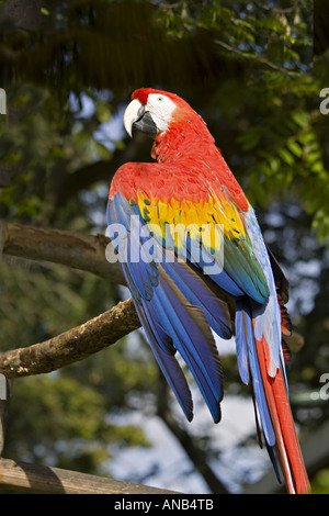 GUATEMALA ANTIGUA Scarlet Macaw Ara Macao con rosso brillante blu e giallo piume Foto Stock