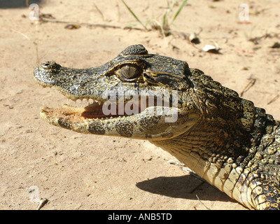 Ritratto di Cuvier del Caimano Nana (Paleosuchus palpebrosus) presso il Rio Paraguay, Concepcion, Paraguay Foto Stock