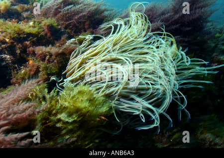 Francia Marsiglia Pierre un serpente a Briancon blocca Anemone Anemonia Viridis Foto Stock