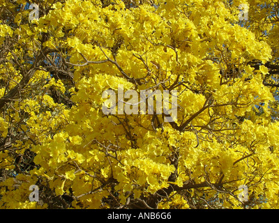 Close-up di incredibile massa di fiori gialli della tromba tree (Tabebuia caraiba), Gran Chaco, Paraguay Foto Stock