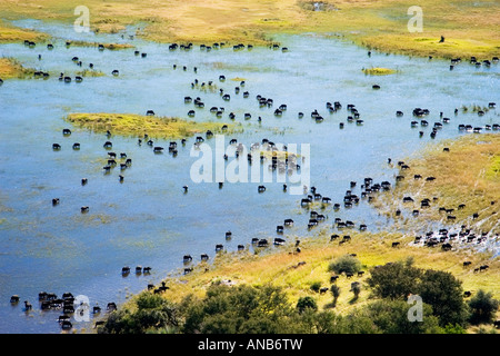 Vista aerea di bufali allevamento alimentando in acque poco profonde in Okavango Delta Foto Stock