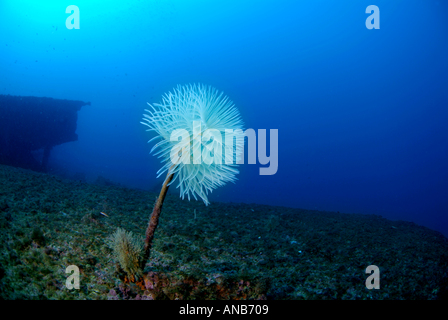 Francia Marseille Maire Isola Lonely White tubo a spirale Worm su le Liban naufragio Spirographis Spallanzani Sabella Spallanzanii Foto Stock