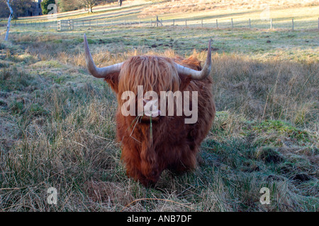 Highland mucca masticare le CUD Foto Stock