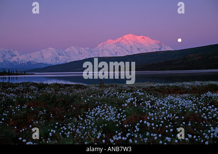 Il cotone di erba a meraviglia il lago con il Monte McKinley il Grande Denali in background Foto Stock