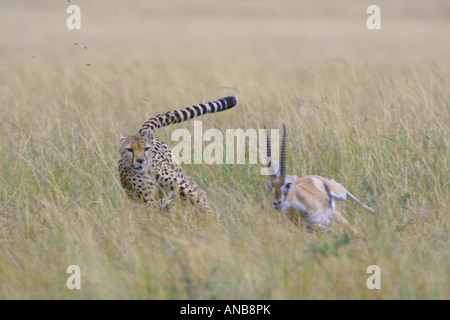 Ghepardo (Acinonyx jubatus) con coda distesa per equilibrio rincorrere una gazzella di sovvenzioni Foto Stock