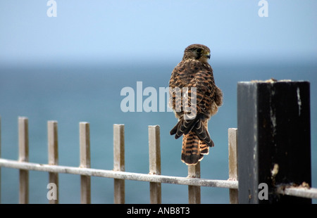 Il Gheppio (Falco tinnunculus) su Gran Canaria Isole Canarie Spai Foto Stock