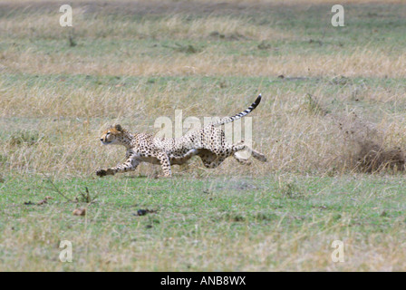 Ghepardo (Acinonyx jubatus) in volata dopo la preda Foto Stock