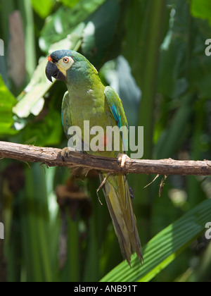 Blu-winged Macaw Primolius maracana - Captive Foto Stock
