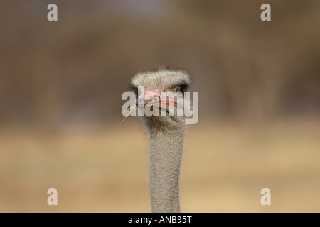 Struzzo maschio colpo di testa Foto Stock