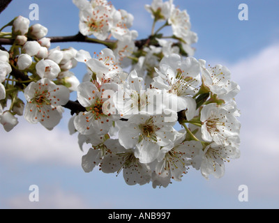 Le prugne in piena fioritura di Fresno Blossom Trail, Central Valley in California Foto Stock