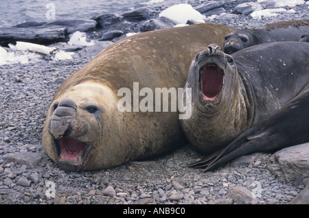 Le guarnizioni di tenuta dell'elefante a sud delle Isole Orkney Foto Stock