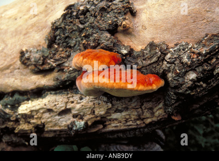 Il cinabro Polypore, Pycnoporus cinnabarinus, Polyporaceae. Staffa di raro fungo. Foto Stock