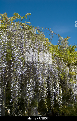 Wisteria sinensis cresce su pergola in UK Maggio 2007 profondo cielo blu Foto Stock