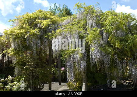 Wisteria sinensis cresce su pergola in UK Maggio 2007 Foto Stock