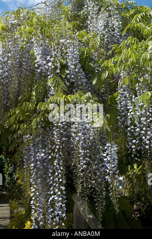 Wisteria sinensis cresce su pergola in UK Maggio 2007 Foto Stock