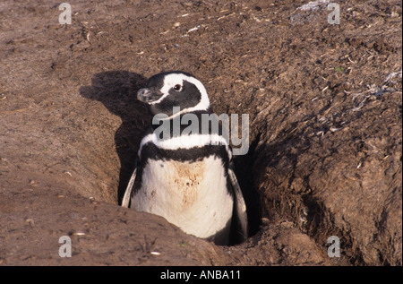 Magellanic Penguin all'entrata a scavare nelle Isole Falkland Foto Stock
