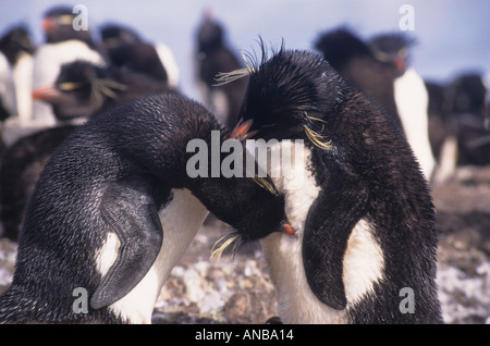 Pinguini saltaroccia preening Isole Falkland Foto Stock