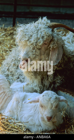 Madre di capra Angora e Kid capre Foto Stock