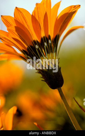 In prossimità di una margherita (Gazania krebsiana) Foto Stock