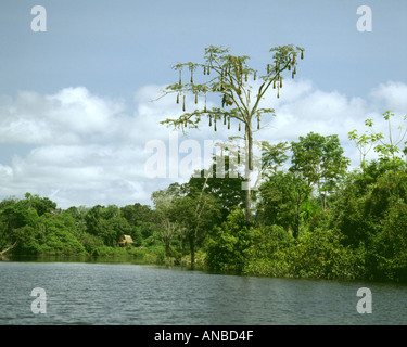 Amazon Perù fiume Napo e Oropendola colonia di uccelli in treetop Foto Stock