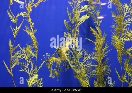 Frondose mare Dragon, Phycodurus eques, Acquario di Monterey in California USA Foto Stock
