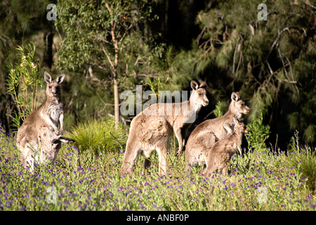 Un orientale Canguro grigio famiglia, Macropus giganteus. Questi sono i canguri selvaggi e che vivono in Australia outback. Foto Stock