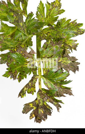 Septoria leaf spot su foglie di sedano Foto Stock