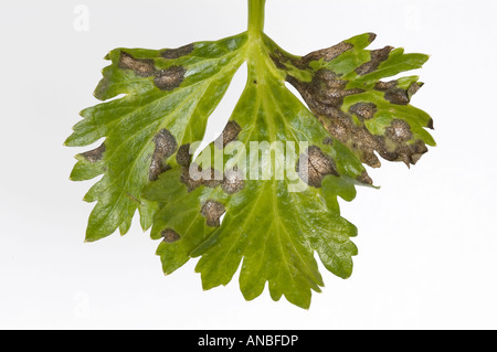 Septoria leaf spot su foglie di sedano Foto Stock