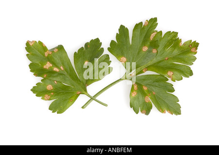 Septoria macchia di foglia di prezzemolo su Foto Stock