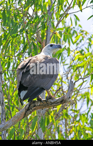 Bianco gonfiato aquila del mare, parco nazionale Kakadu Foto Stock