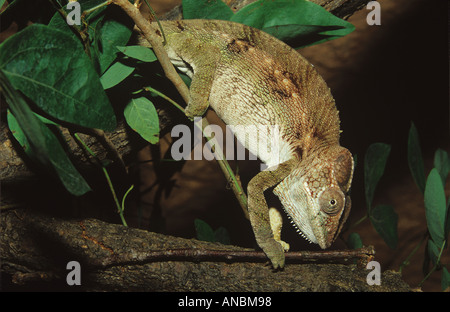 Warty Chameleon (Furcifer verrucosus) su un ramoscello Foto Stock