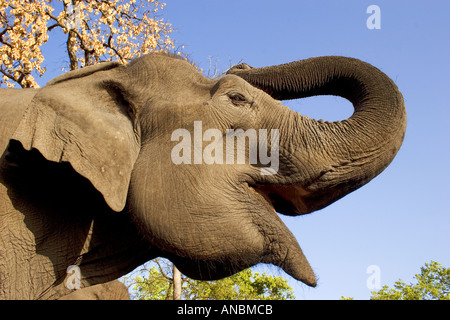 Elefante asiatico - trumpeting / Elephas maximus Foto Stock