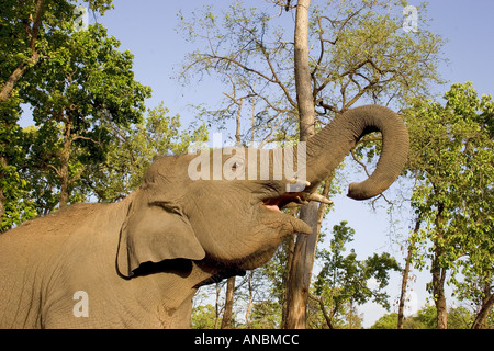 Elefante asiatico - trumpeting / Elephas maximus Foto Stock