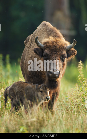Bisonte europeo (Bison bonasus). Mucca con vitello in erba Foto Stock