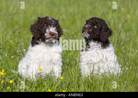 Lagotto Romagnolo cane - due cuccioli su prato Foto Stock