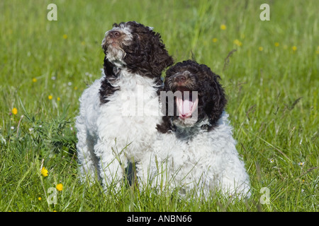 Lagotto Romagnolo cane - due cuccioli su prato Foto Stock